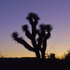 Joshua tree silhouette agsint a purple sunset
